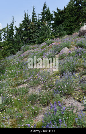 Mount Hood National Park under a smoky atmosphere, Oregon, United States Stock Photo