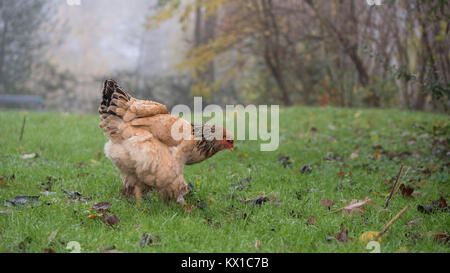 chicken grazing in farm field