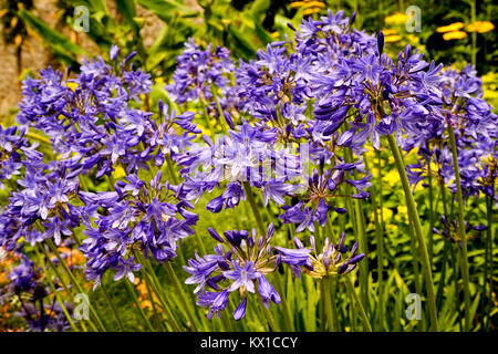 Agapanthus, Plas Cadnant Hidden Garden. Stock Photo