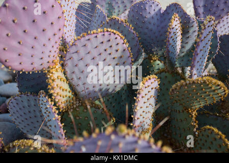 Purple Prickly Pear Stock Photo