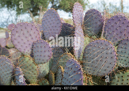 Purple Prickly Pear Stock Photo