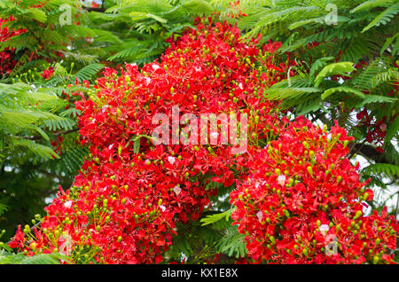 Delonix Regia flowers Stock Photo
