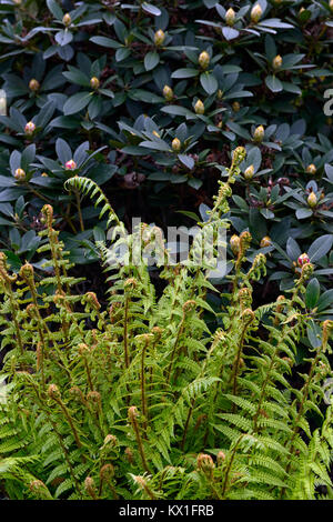 Matteuccia struthiopteris,ostrich fern,frond,fronds,unfurl,unfurling,spring,rhododendron,bud,buds,wood,woodland,shade,shady,shaded,garden,RM Floral Stock Photo