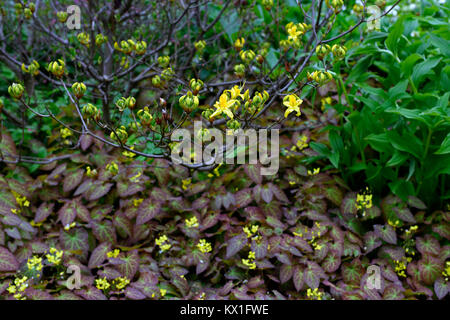 rhododendron luteum,epimedium perralderianum,marbled,mottled,foliage,leaves,yellow,flowers,flower,flowering,garden,spring,RM Floral Stock Photo