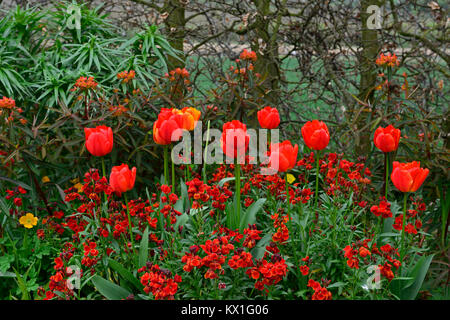 Tulipa apeldoorn elite,darwin hybrid,red,tulip,flowers,red orange,Erysimum cheiri,Cheiranthus cheiri,wallflowers,euphorbia griffithii fireglow,spring, Stock Photo