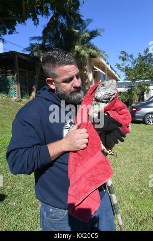 WESTON, FL - JANUARY 05: (EXCLUSIVE COVERAGE) Brutal cold sends shivers through Northeast after 'bomb cyclone. Florida Fish and Wildlife Conservation Commission officials said iguanas can become immobilized or sluggish when temperatures hit between 40 and 50 degrees. Iguanas all over the state are falling out of trees after becoming to cold. Seen here tourist and guides dress warm for the airboat ride as  employee Tim is talking care of "IGGY" the baby Iguana by wrapping him in a blanket and even putting gloves on him to keep him warm at the SawGrass Recreation Park located in Everglades Natio Stock Photo