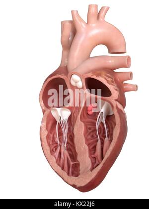 Human heart showing the valves, cross section illustration. Stock Photo