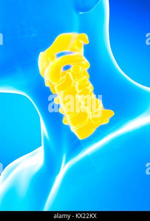 Human cervical spine, illustration. Stock Photo