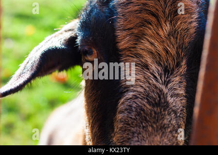 Close-up of a sad black goat looking into the camera through the fence. Asturias, Spain Stock Photo