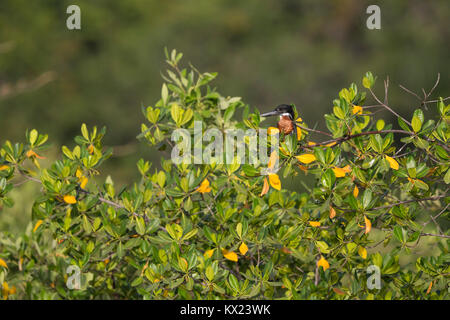 Giant kingfisher Megaceryle maxima, adult male, perched in mangroves, Kotu Bridge, The Gambia in November. Stock Photo