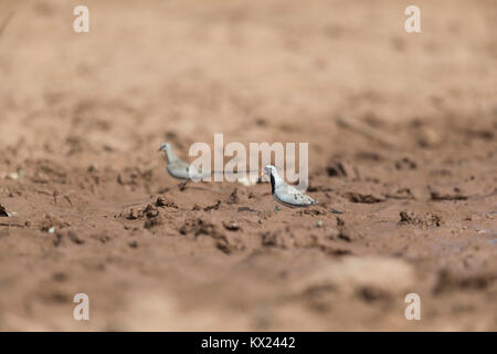 Namaqua dove Oena capensis, adult pair, coming to muddy watering hole, Lower Saloum, The Gambia in November. Stock Photo