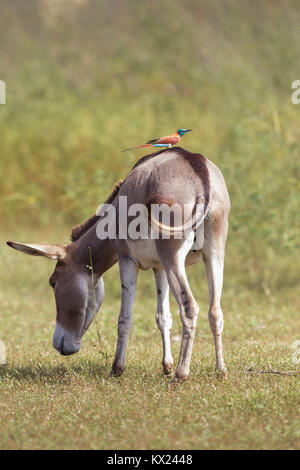 Northern carmine bee-eater Merops nubicus, adult, perched on donkey's back, Wassu, The Gambia in Novermber. Stock Photo