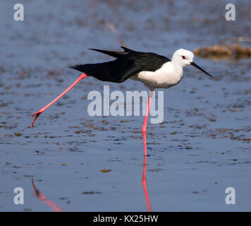 Elegant black winged stilt  wading in shallow lagoon Stock Photo