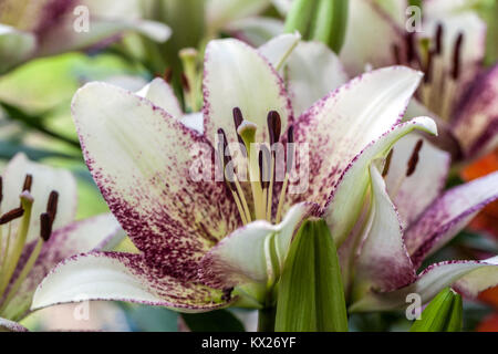 Лилия sweet zanica фото и описание