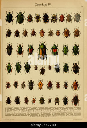 Die exotischen Käfer in Wort und Bild (Page 20) BHL9890854 Stock Photo