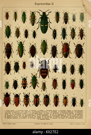 Die exotischen Käfer in Wort und Bild (Page 23) BHL9890862 Stock Photo