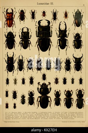 Die exotischen Käfer in Wort und Bild (Page 8) BHL9890829 Stock Photo