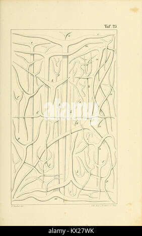 An illustration showing calcareous sponges and their structural and ...