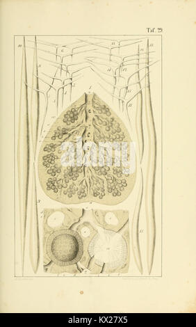 This illustration depicts calcareous sponges, showing skeletal ...