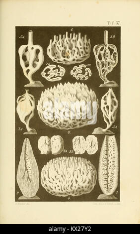An illustration from a scientific work depicting various microscopic ...
