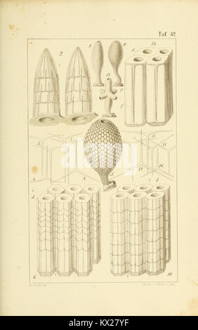An illustration showing calcareous sponges and their structural and ...