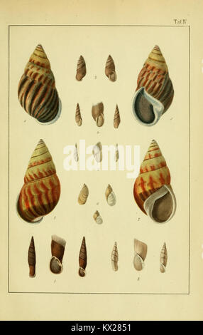 Die Land- und Süsswasser-Mollusken von Java (Plate IV) (8549815696) Stock Photo