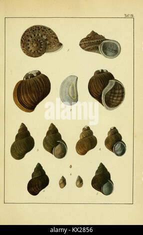 Die Land- und Süsswasser-Mollusken von Java (Plate VIII) (8548719001) Stock Photo