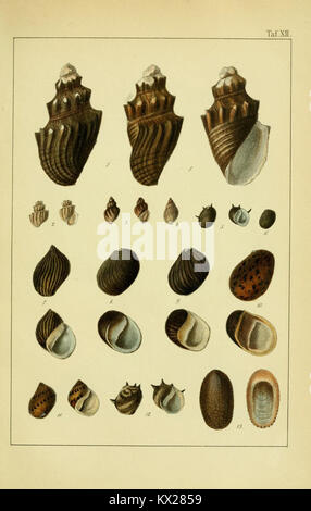 Die Land- und Süsswasser-Mollusken von Java (Plate XII) (8549818590) Stock Photo