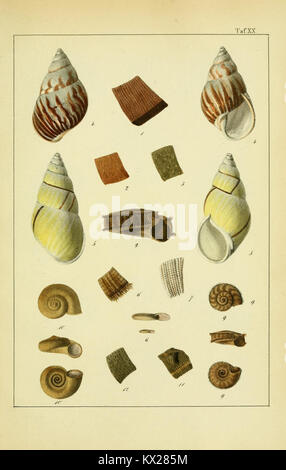 Die Land- und Süsswasser-Mollusken von Java (Plate XX) (8549822324) Stock Photo