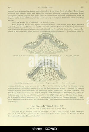 Beiträge zur Kenntnis der Flora Südarabiens und der Inseln Sokótra, Sémha, und Abd el Kûri (Page 152) BHL11457054 Stock Photo