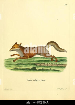 A zoological work illustrating the diversity of animal species ...