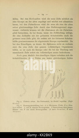 A botanical study focusing on the morphology and biology of the ...