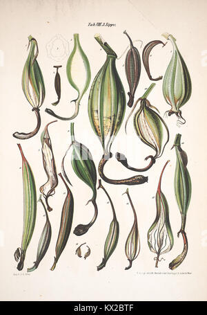 A botanical work focusing on the Orchidaceae family, illustrated with ...