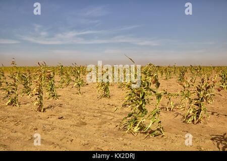 Sorghum field (Sorghum bicolor), Sudan, Africa Stock Photo