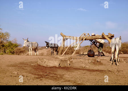 Man fetching water from a well with a donkey near Naqa, Sudan (North Sudan), Africa Stock Photo