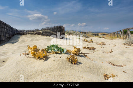 close-up of dry plants on a beach in italy Stock Photo