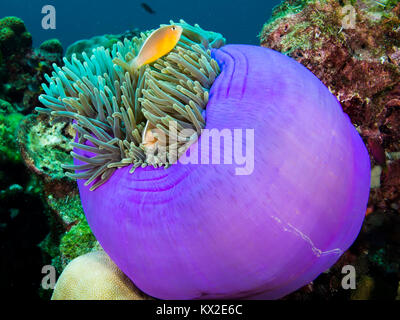 Skunk anemone fish in an anemone Stock Photo
