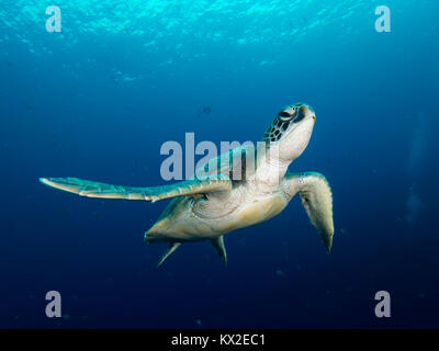 Green sea turtle swimming Stock Photo