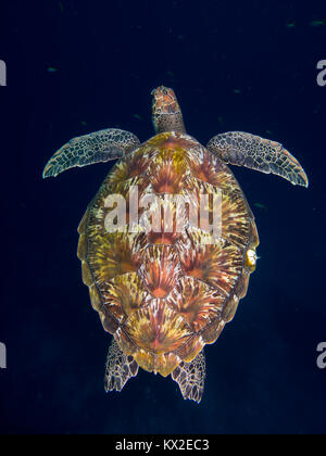 Green sea turtle with a beautiful shell. Stock Photo