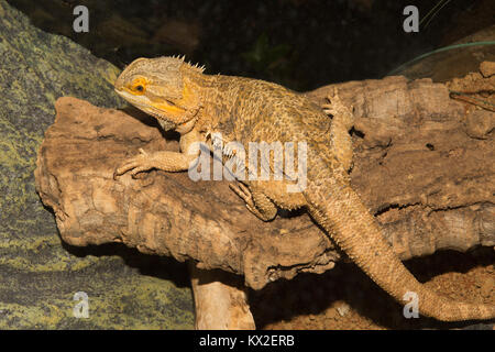 Bearded Dragon Lizard on a log, sharply focused overall including the eye. Brighter orange around head and eye. Stock Photo