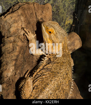 Bearded Dragon Lizard on a log, sharply focused overall including the eye. Brighter orange around head and eye. Stock Photo