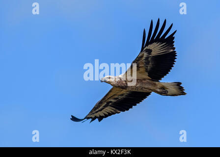 White-bellied Fish-eagle flying over the lake in Sri Lanka National Park Stock Photo