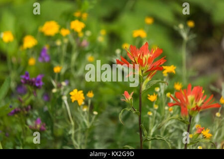 Indian Paintbrush, Castilleja spp., and other wildflowers along trail to Mount Townsend in the Buckhorn Wilderness, Olympic National Forest, Washingto Stock Photo