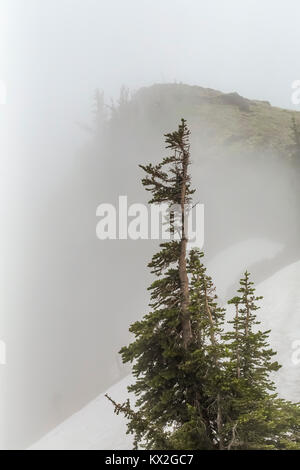 Fir trees, Abies spp., in the clouds and fog near the top of Mount Townsend in the Buckhorn Wilderness, Olympic National Forest, Washington State, USA Stock Photo