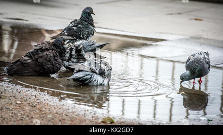 City pigeons take a bath in puddle on Southbank London Stock Photo