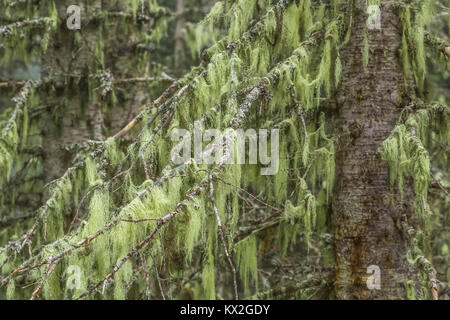 Witch's Hair Lichen, Alectoria sarmentosa, dripping from trunks and branches of fir trees along trail to Mount Townsend in the Buckhorn Wilderness, Ol Stock Photo
