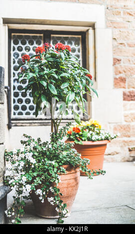 Patio flowers pots with various plants and flowers, container planting and gardening, outdoor Stock Photo