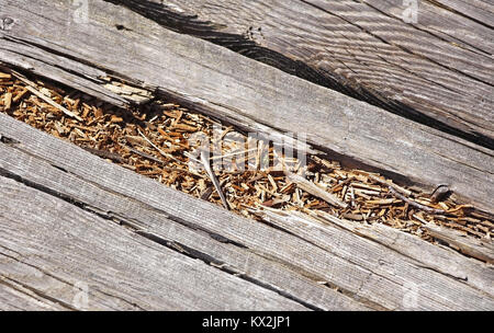 Rotted wood on boardwalk path Stock Photo