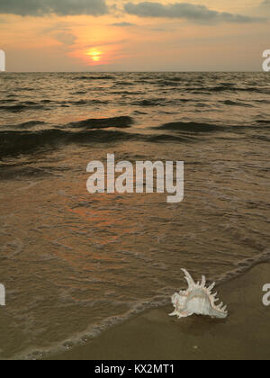 Tropical sunset beach with a natural Murex Ramosus shell, Gulf of Thailand Stock Photo