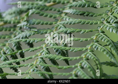 Fern leaves and patterns Stock Photo